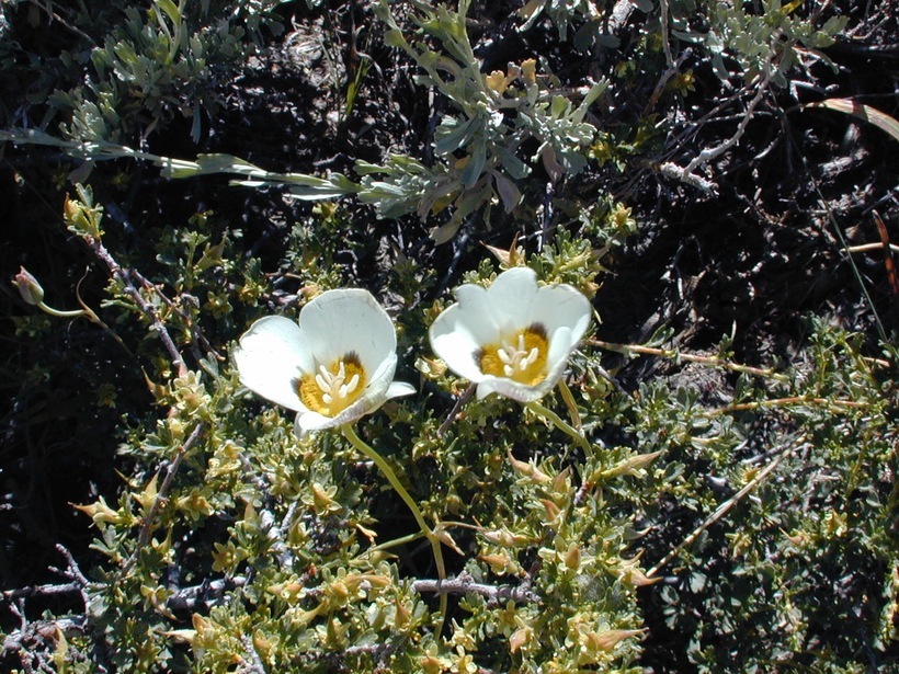 Imagem de Calochortus leichtlinii Hook. fil.