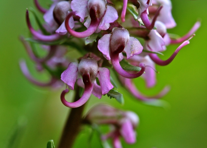 Image of elephanthead lousewort