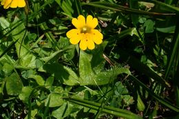 Image of <i>Mimulus primuloides</i>