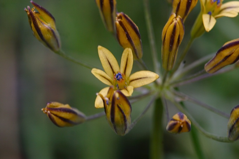 Слика од Triteleia ixioides subsp. anilina (Greene) L. W. Lenz