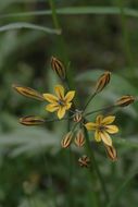 Sivun Triteleia ixioides subsp. anilina (Greene) L. W. Lenz kuva