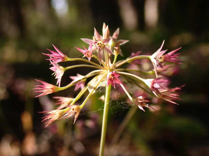 Image of dusky onion