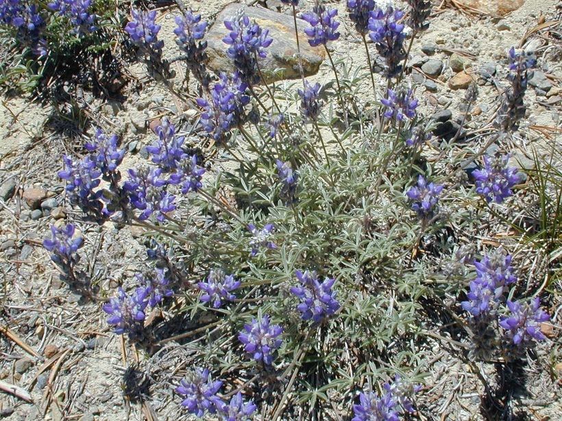 صورة <i>Lupinus lepidus</i> var. <i>lobbii</i>