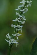 Image of Sierra bog orchid