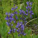 Image of big-leaved lupine