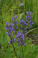 Image of big-leaved lupine