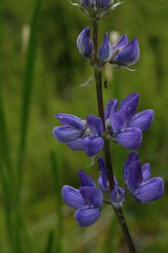 Image of big-leaved lupine