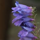 Image of Rydberg's penstemon