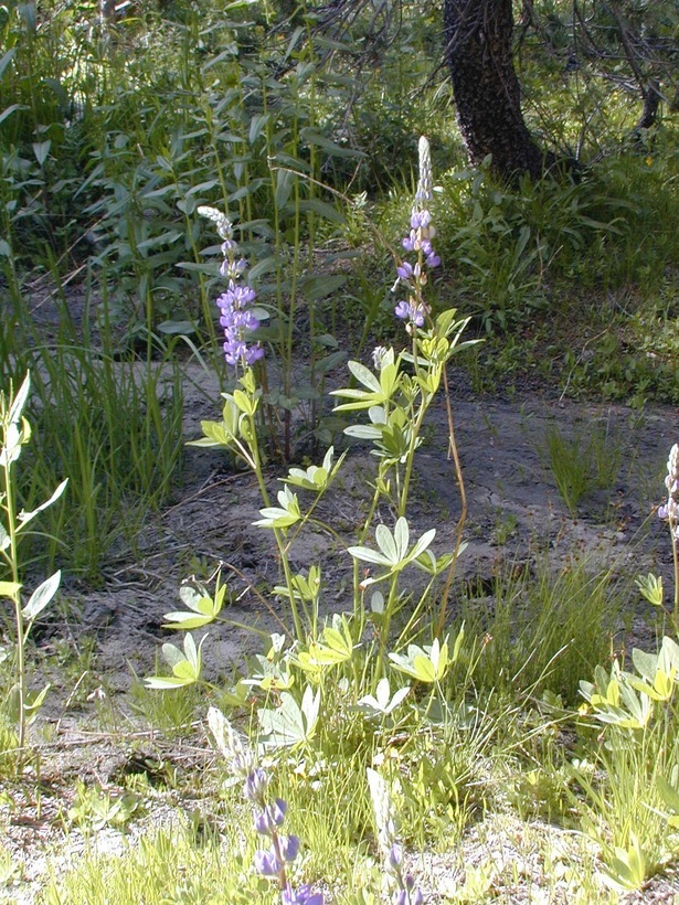 Image of big-leaved lupine