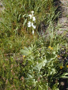 Plancia ëd Lupinus polyphyllus Lindl.