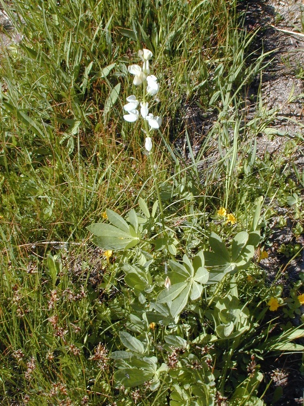Image of big-leaved lupine