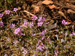 Image of Bridges' gilia