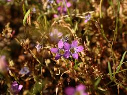 Image of Bridges' gilia