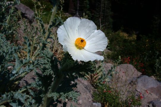 Image of flatbud pricklypoppy