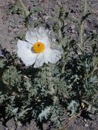 Image of flatbud pricklypoppy