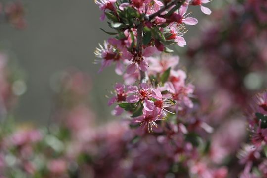 Imagem de Prunus andersonii Gray