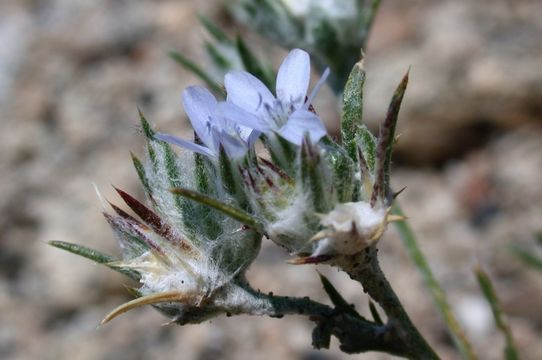 Imagem de Eriastrum sparsiflorum (Eastw.) Mason