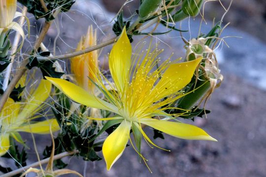 Image of giant blazing star