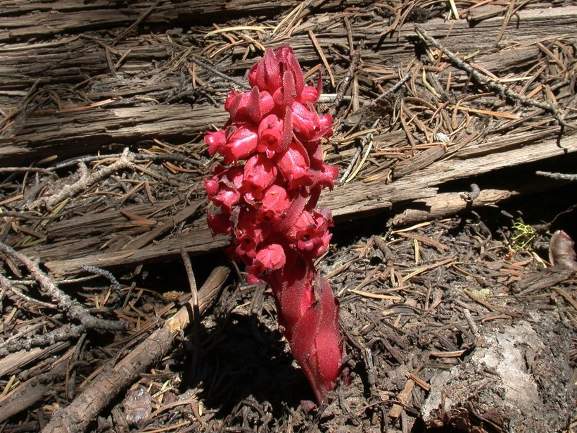 Image of snowplant