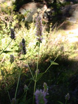 Image of nettleleaf giant hyssop