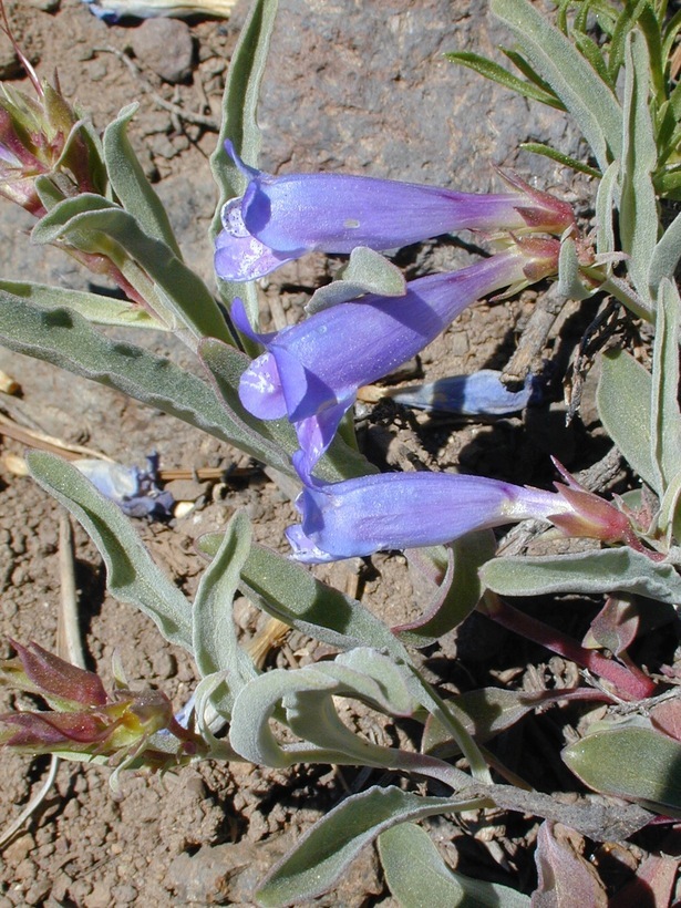 Image of royal penstemon