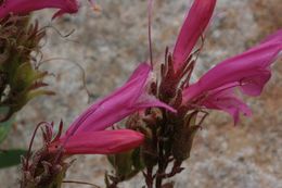 Слика од Penstemon newberryi Gray