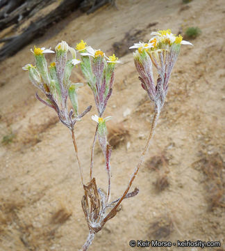 Image of pinkray Fremont's-gold