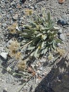 Image of silverleaf phacelia