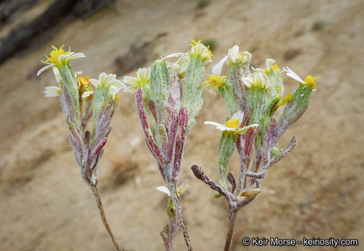 Image of pinkray Fremont's-gold