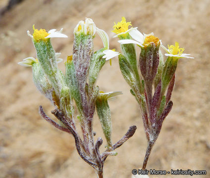 Image of pinkray Fremont's-gold