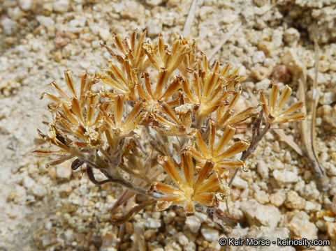 Image of pinkray Fremont's-gold