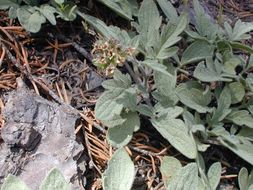 Image of waterleaf phacelia