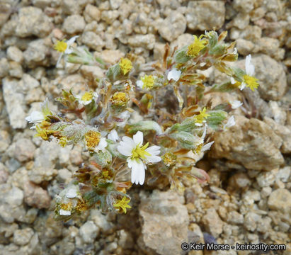 Image of pinkray Fremont's-gold