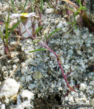 Image of pinkray Fremont's-gold