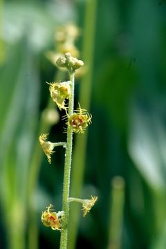 Image of Brewer's miterwort