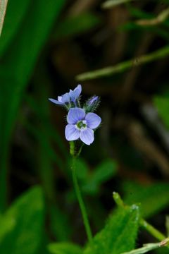 Image of American speedwell