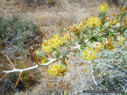 Image of longspine horsebrush