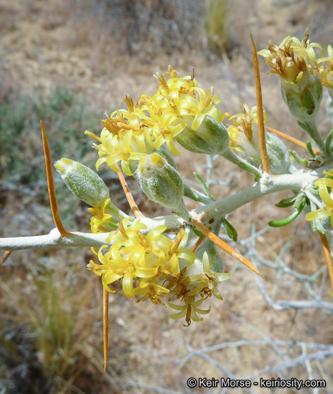 Image of longspine horsebrush