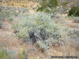 Image of longspine horsebrush