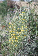 Image of longspine horsebrush