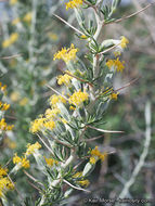 Image of longspine horsebrush