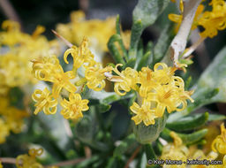 Image of longspine horsebrush