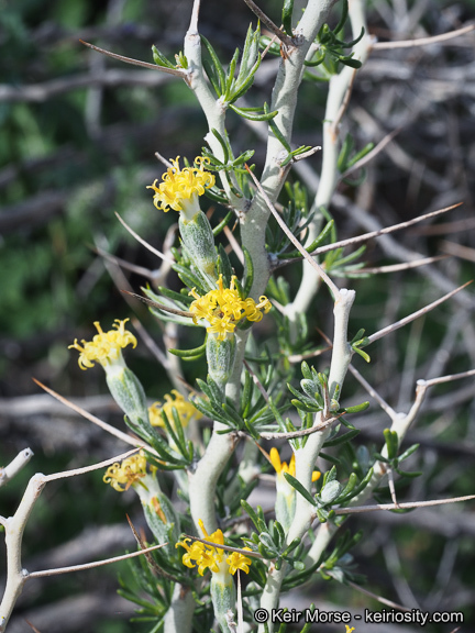 Image of longspine horsebrush