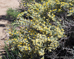 Image of longspine horsebrush