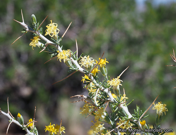 Image of longspine horsebrush