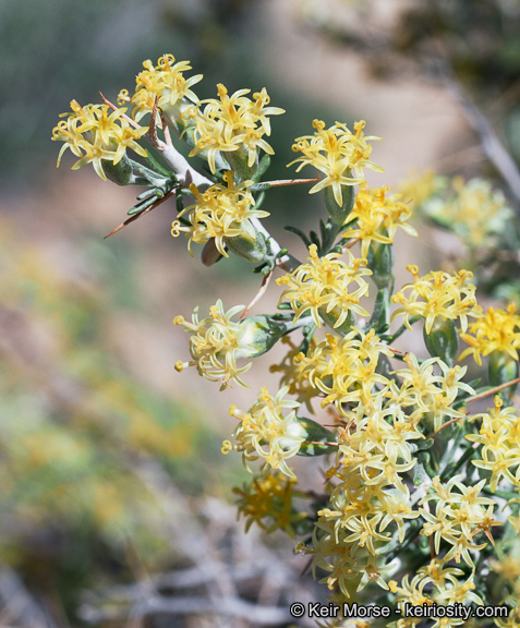 Image of longspine horsebrush