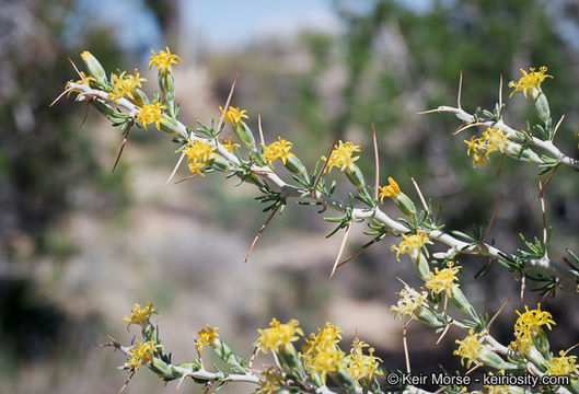 Image of longspine horsebrush