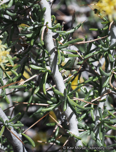 Image of longspine horsebrush