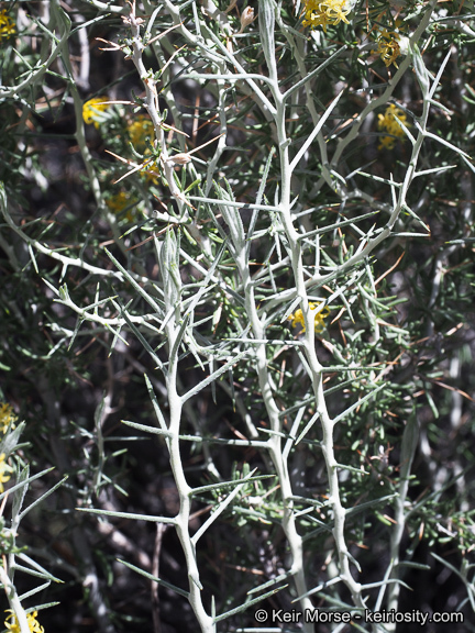 Image of longspine horsebrush