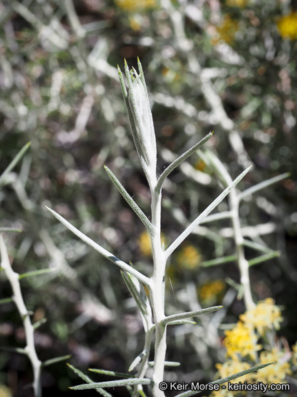 Image of longspine horsebrush